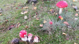 Versailles - Sortie champignons en forêt de Rambouillet